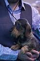 Crufts_dachshunds 756